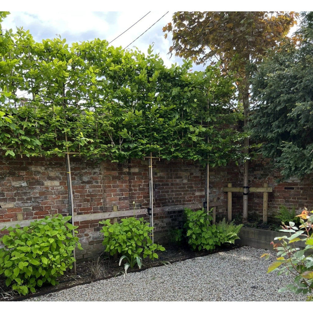 When is the Best Time to Plant Pleached Trees?