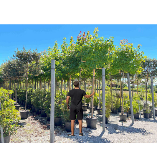 Pleach Perfect: Why Pleached Trees Are the Ideal Choice for Your Garden