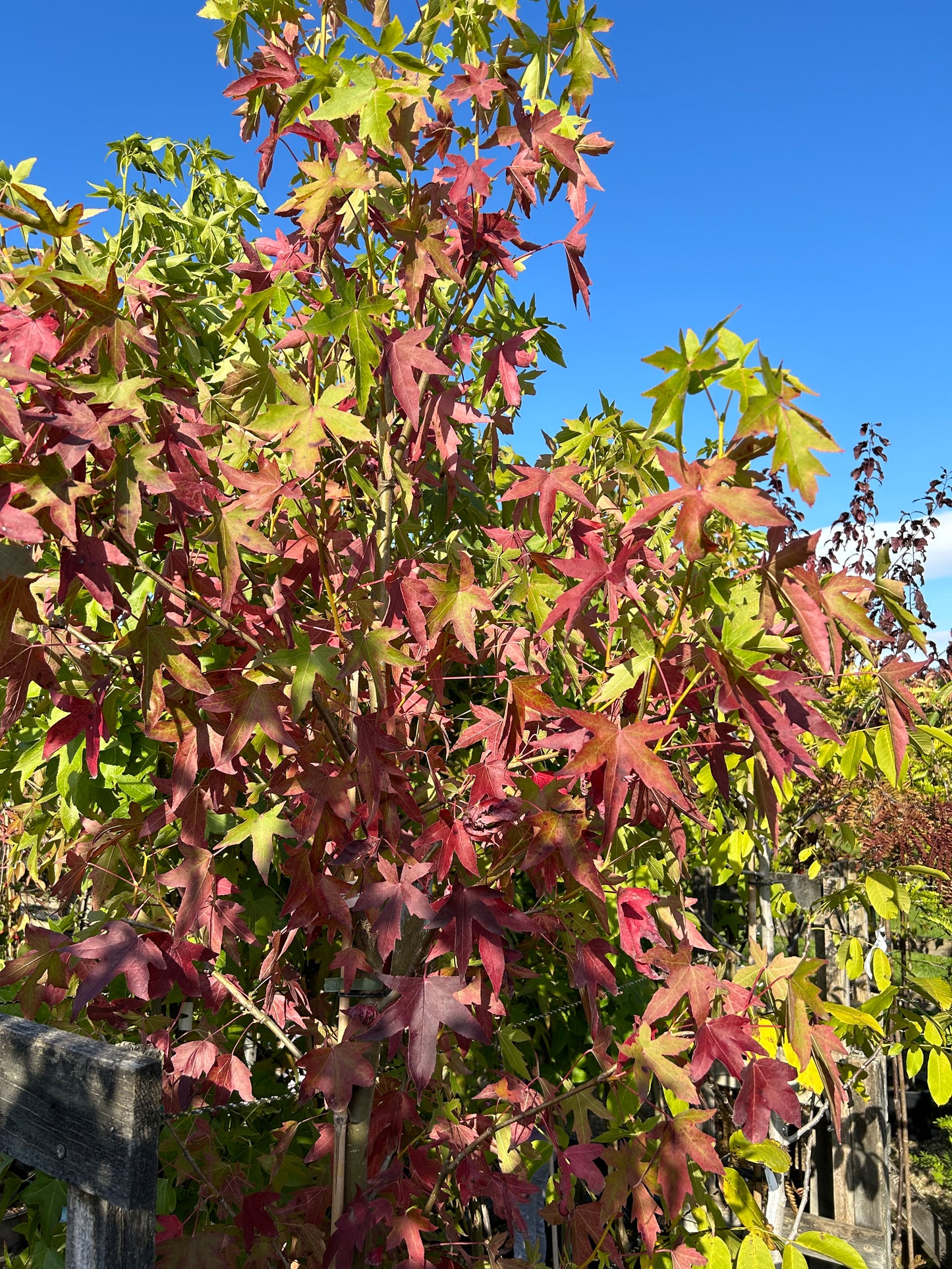 Sweetgum Pleached Tree - Liquidambar Styraciflua - 1.8m Clear Stem - 1.2x1.2m Pleached Frame-Twilight Gardens