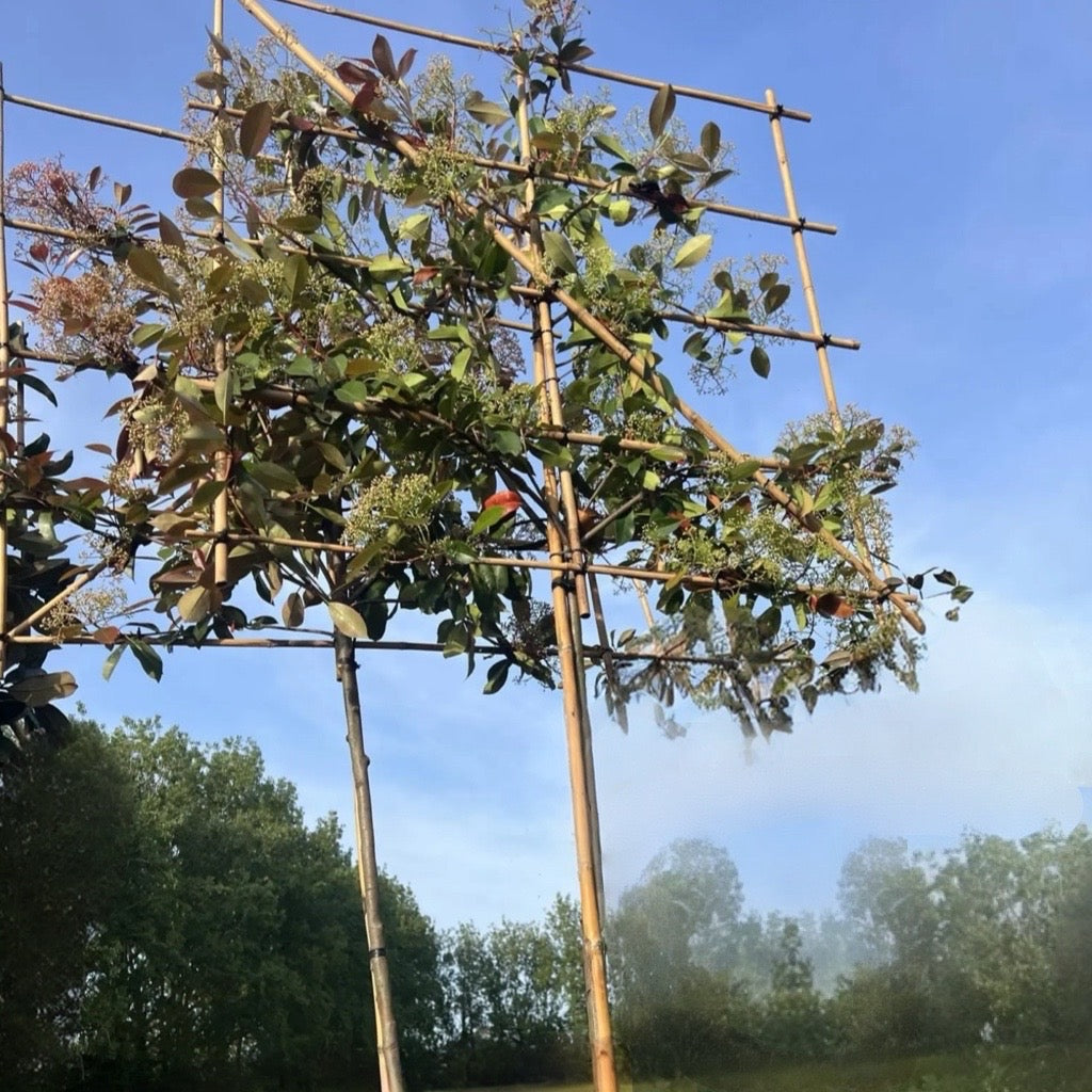 Pleached ‘Photinia x Fraseri’ Red Robin Tree, 1.8m Clear Stem, 1.2m² Pleached Frame-Twilight Gardens