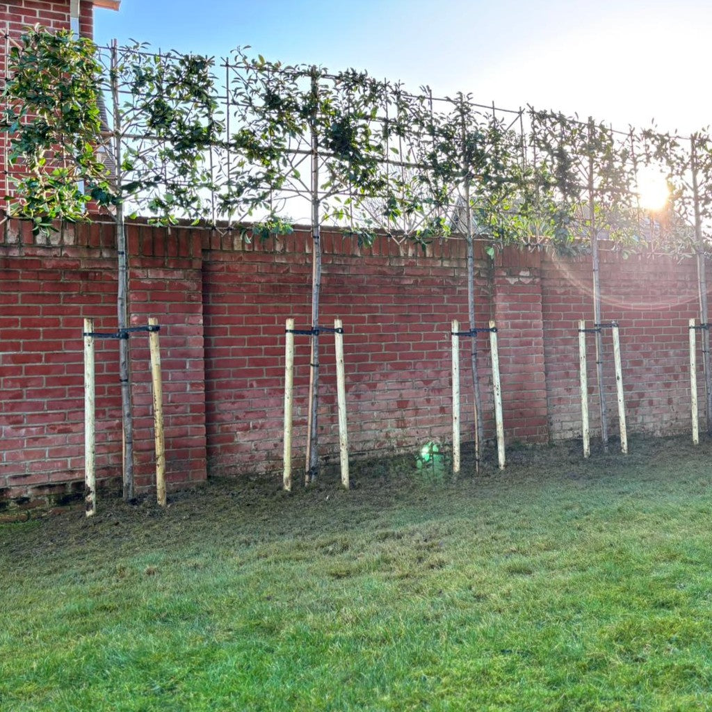 Pleached ‘Photinia x Fraseri’ Red Robin Tree, 1.8m Clear Stem, 1.2m² Pleached Frame-Twilight Gardens