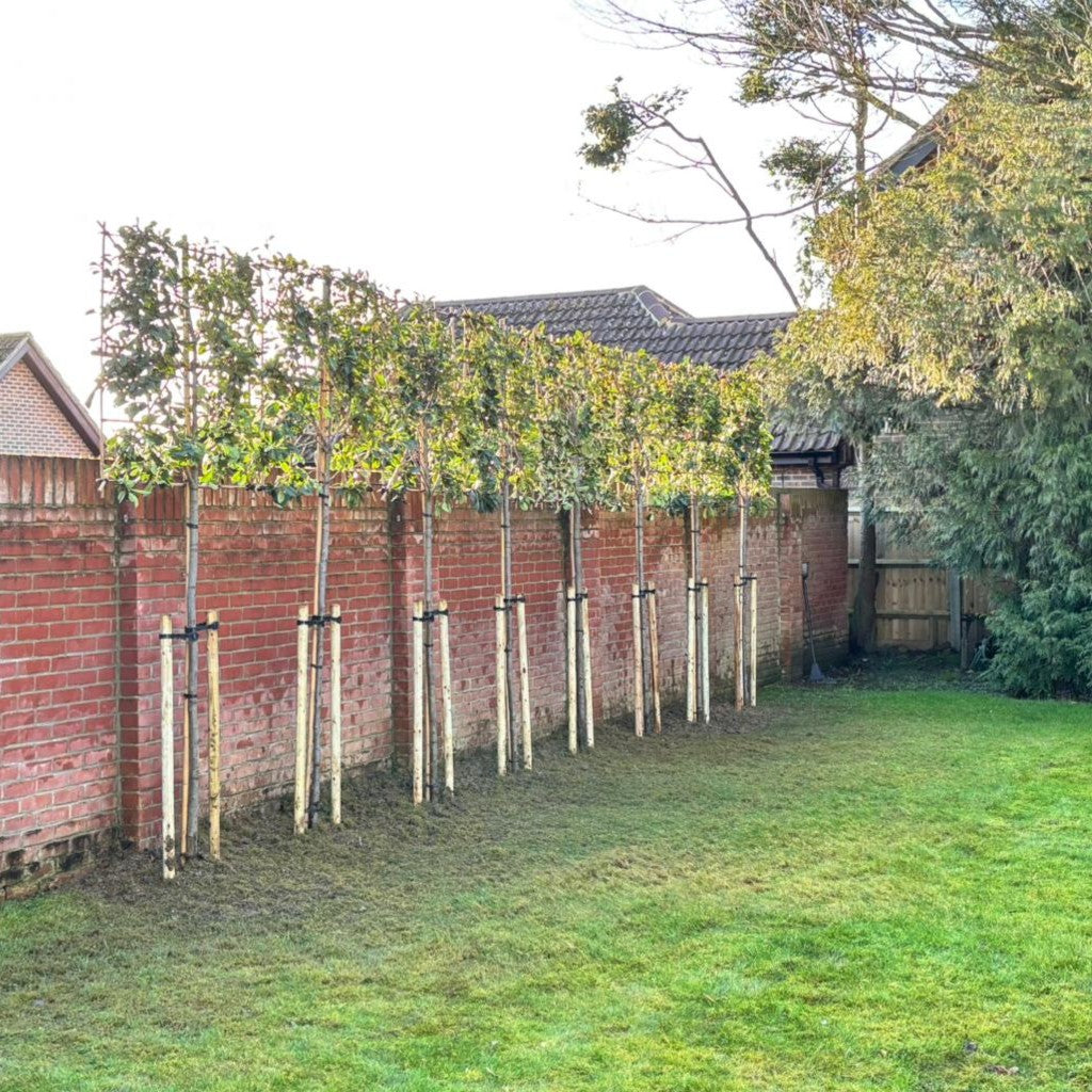 Pleached ‘Photinia x Fraseri’ Red Robin Tree, 1.8m Clear Stem, 1.2m² Pleached Frame-Twilight Gardens