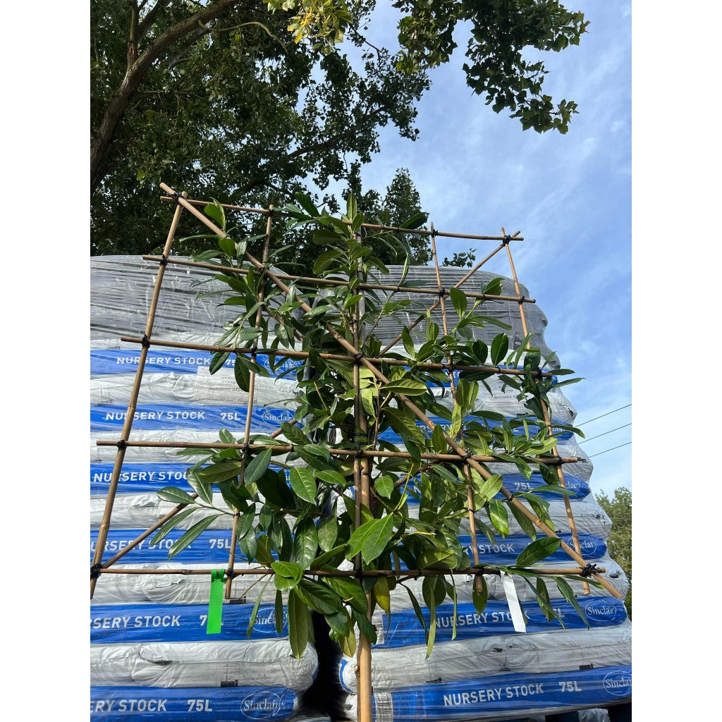 Novita Laurel Pleached Tree -Prunus Laurocerasus 'Novita' - 1.8m Clear Stem - 1.2x1.2m Pleached Frame