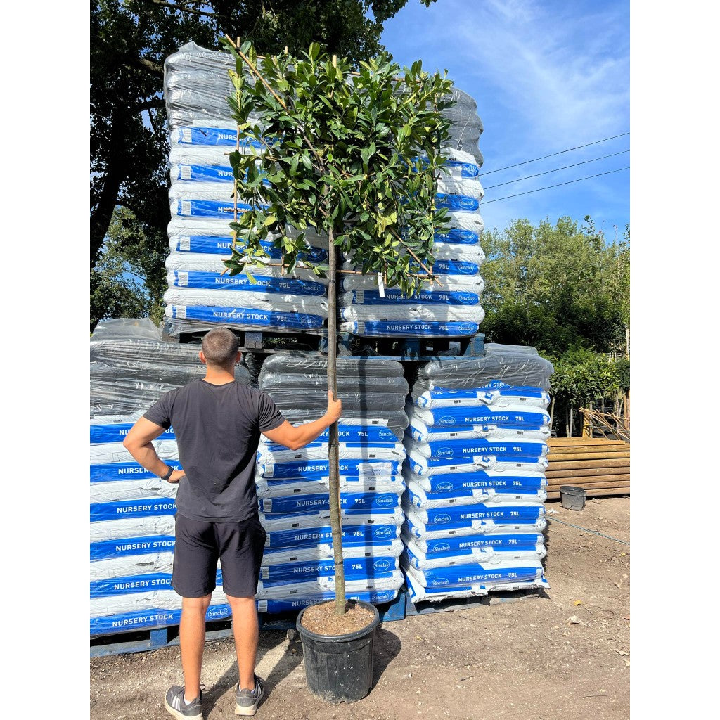 Novita Laurel Pleached Tree -Prunus Laurocerasus 'Novita' - 1.8m Clear Stem - 1.2x1.2m Pleached Frame