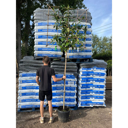 Novita Laurel Pleached Tree -Prunus Laurocerasus 'Novita' - 1.8m Clear Stem - 1.2x1.2m Pleached Frame