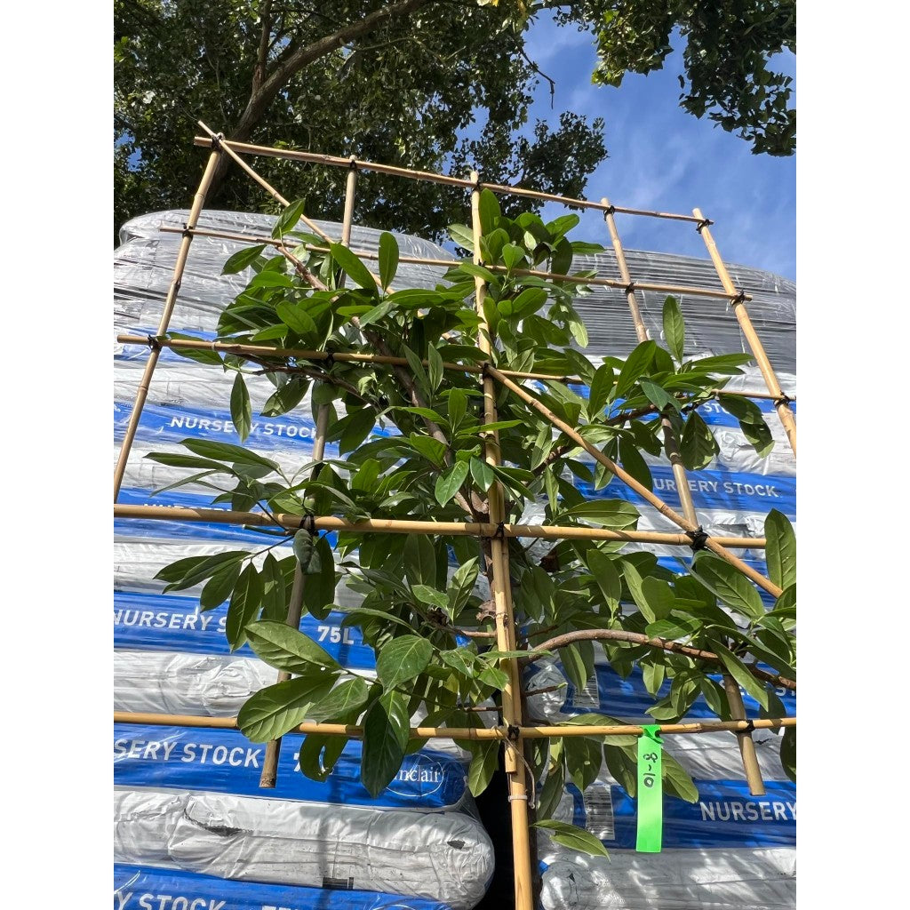 Novita Laurel Pleached Tree -Prunus Laurocerasus 'Novita' - 1.8m Clear Stem - 1.2x1.2m Pleached Frame