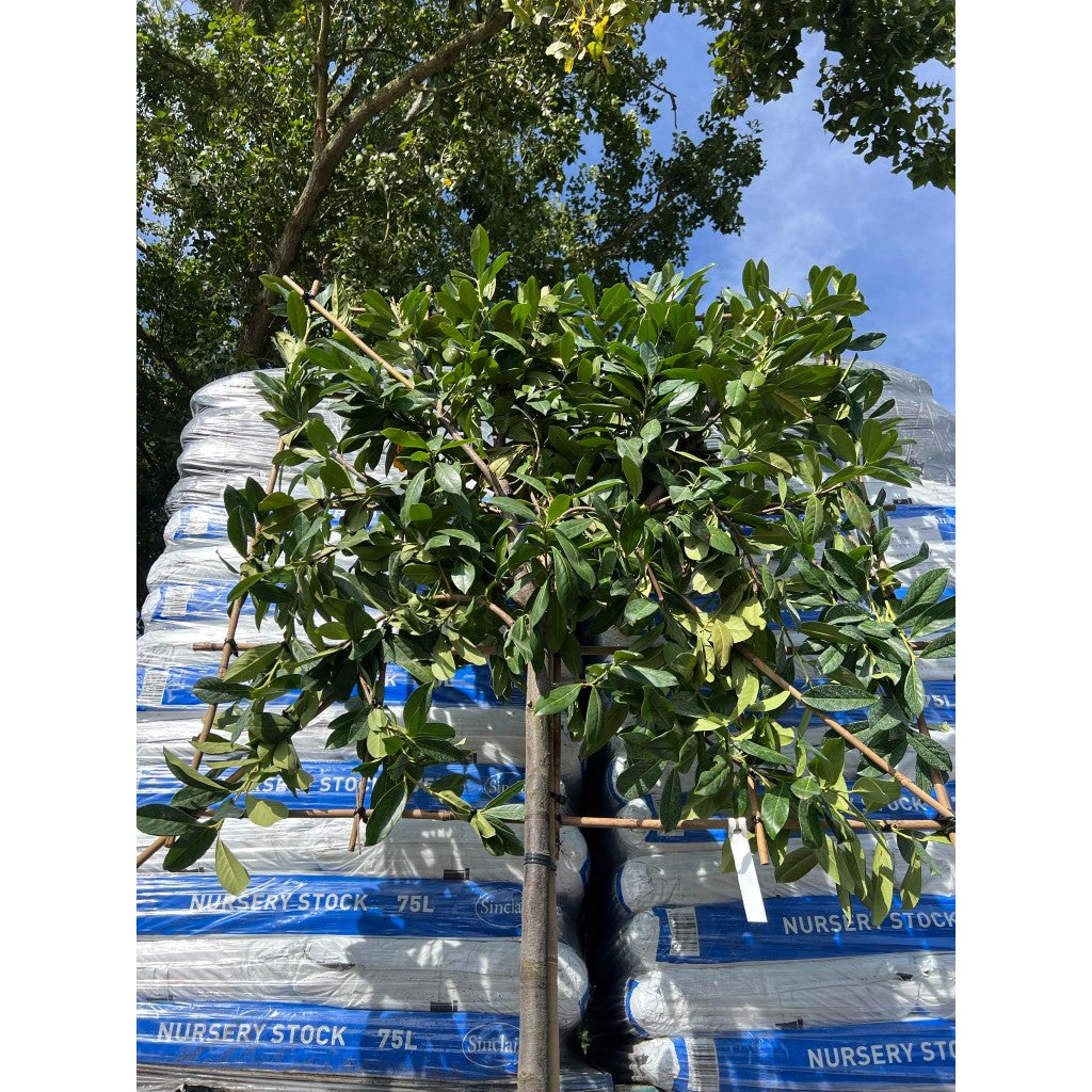 Novita Laurel Pleached Tree -Prunus Laurocerasus 'Novita' - 1.8m Clear Stem - 1.2x1.2m Pleached Frame