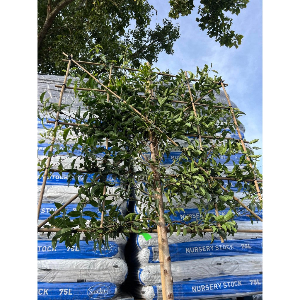 Portuguese Laurel Pleached Tree - Prunus Lusitanica Augustifolia - 1.8m Clear Stem-1.2x1.2m Pleached Frame