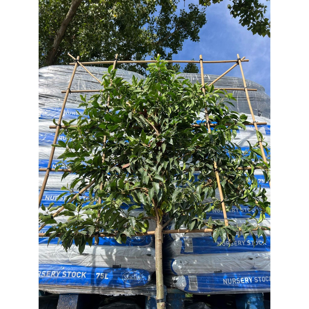 Portuguese Laurel Pleached Tree - Prunus Lusitanica Augustifolia - 1.8m Clear Stem-1.2x1.2m Pleached Frame