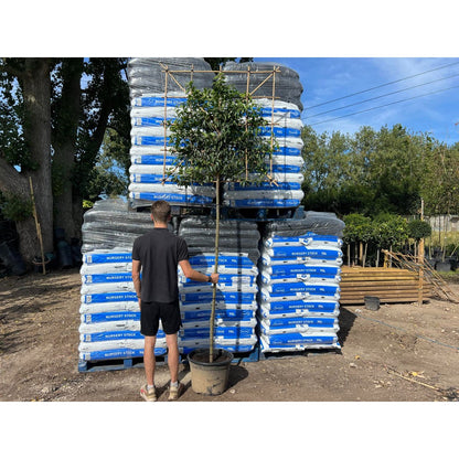 Portuguese Laurel Pleached Tree - Prunus Lusitanica Augustifolia - 1.8m Clear Stem-1.2x1.2m Pleached Frame