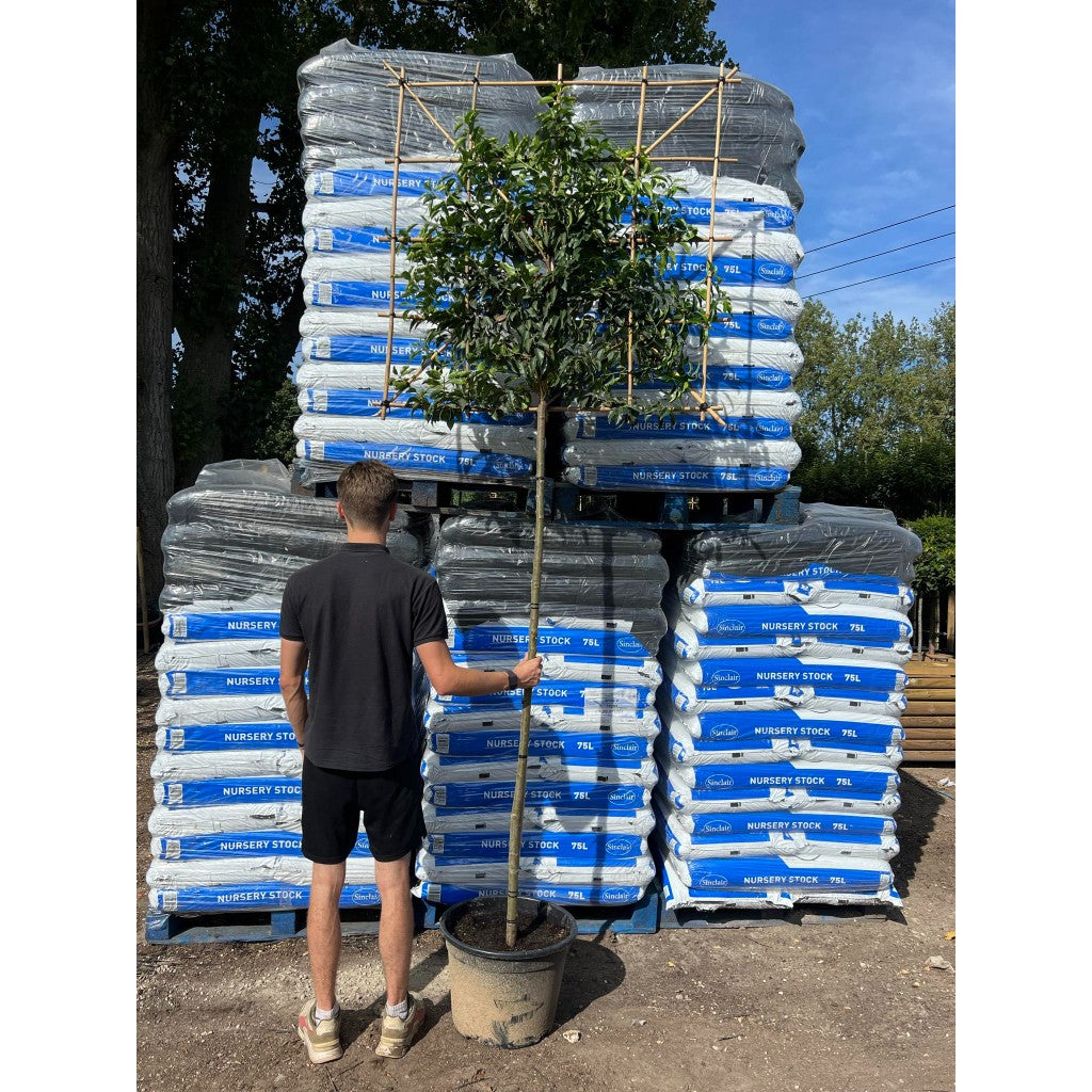 Portuguese Laurel Pleached Tree - Prunus Lusitanica Augustifolia - 1.8m Clear Stem-1.2x1.2m Pleached Frame