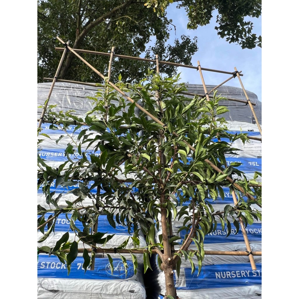 Portuguese Laurel Pleached Tree - Prunus Lusitanica Augustifolia - 1.8m Clear Stem-1.2x1.2m Pleached Frame