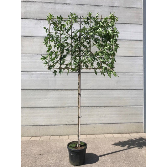 Sweetgum Pleached Tree - Liquidambar Styraciflua - 1.8m Clear Stem - 1.2x1.2m Pleached Frame