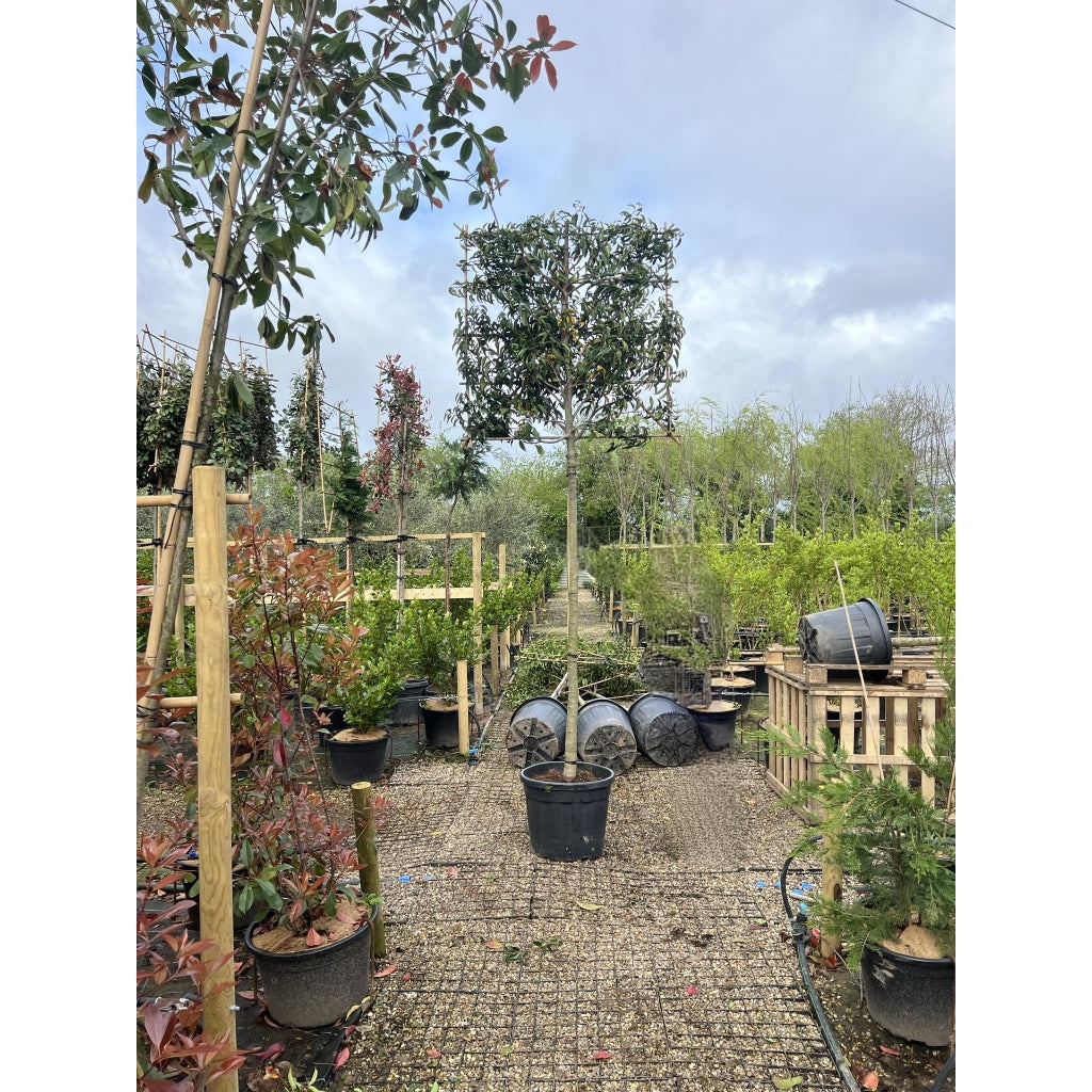 Portuguese Laurel Pleached Tree - Prunus Lusitanica Augustifolia - 1.8m Clear Stem-1.2x1.2m Pleached Frame-Twilight Gardens