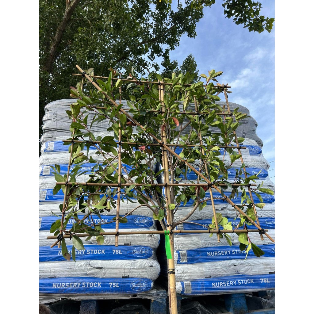 Photinia Red Robin Pleached Tree - 1.8m Clear Stem - 1.2x1.2m Pleached Frame-Twilight Gardens