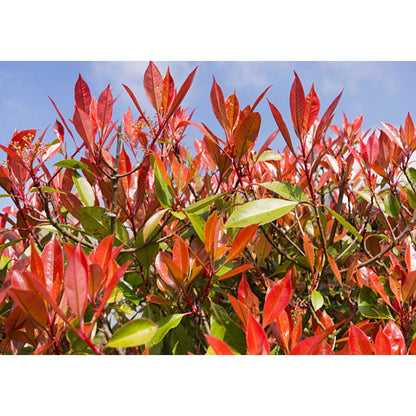 Photinia Red Robin Pleached Tree - 1.8m Clear Stem - 1.2x1.2m Pleached Frame-Twilight Gardens