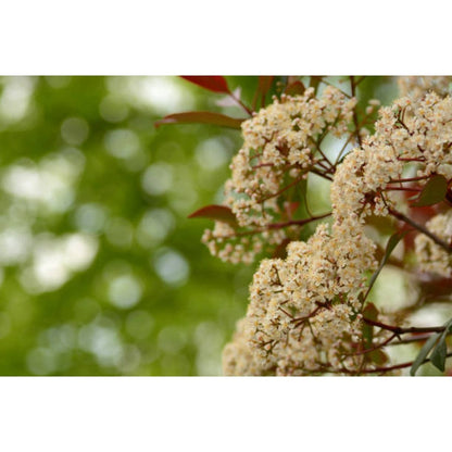 Photinia Red Robin Pleached Tree - 1.8m Clear Stem - 1.2x1.2m Pleached Frame-Twilight Gardens