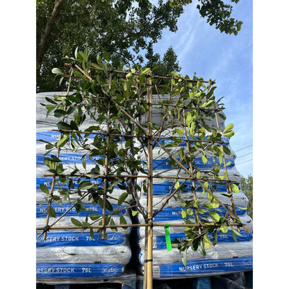 Photinia Red Robin Pleached Tree - 1.8m Clear Stem - 1.2x1.2m Pleached Frame-Twilight Gardens