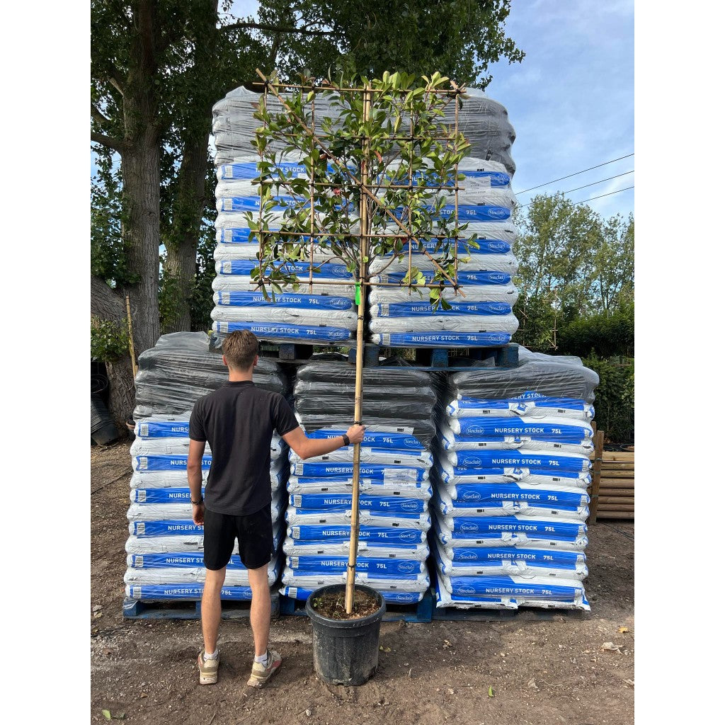 Photinia Red Robin Pleached Tree - 1.8m Clear Stem - 1.2x1.2m Pleached Frame-Twilight Gardens