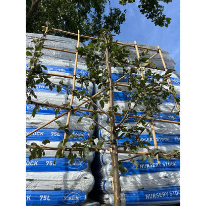 Pleached Hornbeam Tree 'Carpinus Betulus' - 1.8m Clear Stem - 1.2x1.2m Pleached Frame-Twilight Gardens