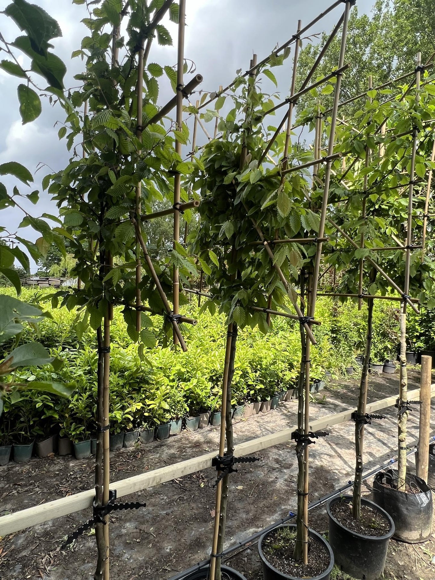 Pleached Hornbeam Tree 'Carpinus Betulus' - 1.8m Clear Stem - 1.2x1.2m Pleached Frame-Twilight Gardens