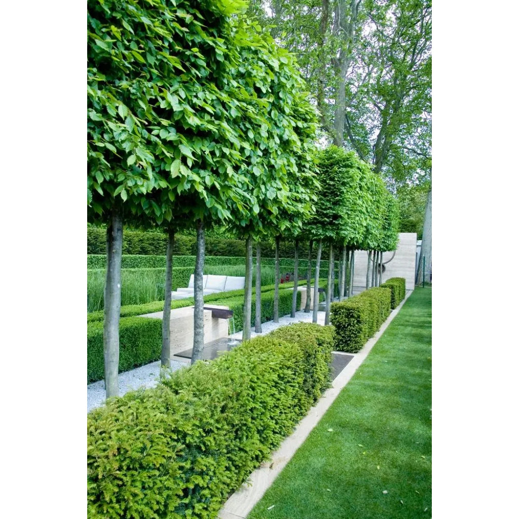 Pleached Hornbeam Tree 'Carpinus Betulus' - 1.8m Clear Stem - 1.2x1.2m Pleached Frame-Twilight Gardens