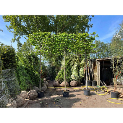 Pleached Hornbeam Tree 'Carpinus Betulus' - 1.8m Clear Stem - 1.2x1.2m Pleached Frame-Twilight Gardens