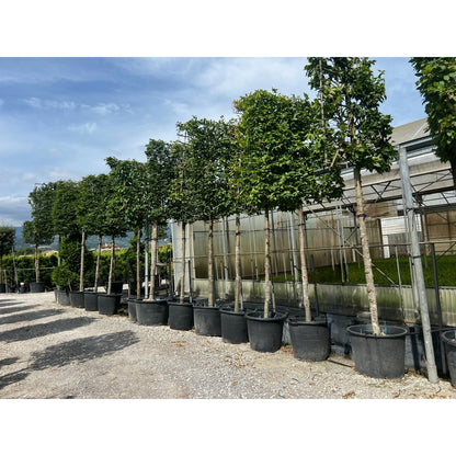 Pleached Hornbeam Tree 'Carpinus Betulus' - 1.8m Clear Stem - 1.2x1.2m Pleached Frame-Twilight Gardens