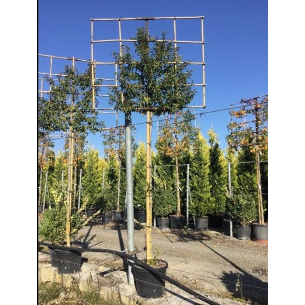 Portuguese Laurel Pleached Tree - Prunus Lusitanica Augustifolia - 1.8m Clear Stem-1.2x1.2m Pleached Frame-Twilight Gardens