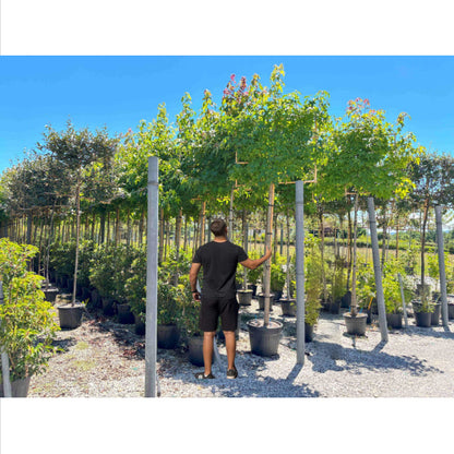 Sweetgum Pleached Tree - Liquidambar Styraciflua - 1.8m Clear Stem - 1.2x1.2m Pleached Frame-Twilight Gardens