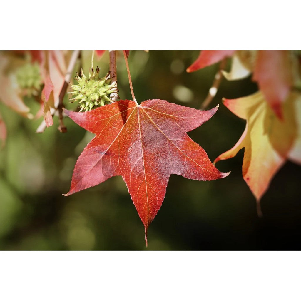 Sweetgum Pleached Tree - Liquidambar Styraciflua - 1.8m Clear Stem - 1.2x1.2m Pleached Frame-Twilight Gardens