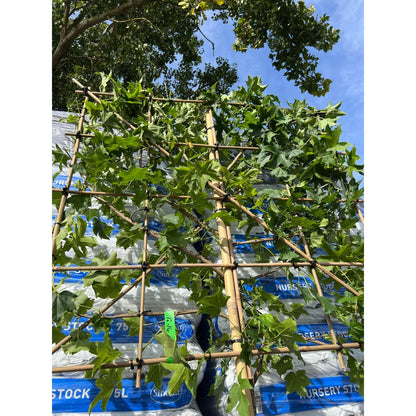 Sweetgum Pleached Tree - Liquidambar Styraciflua - 1.8m Clear Stem - 1.2x1.2m Pleached Frame-Twilight Gardens