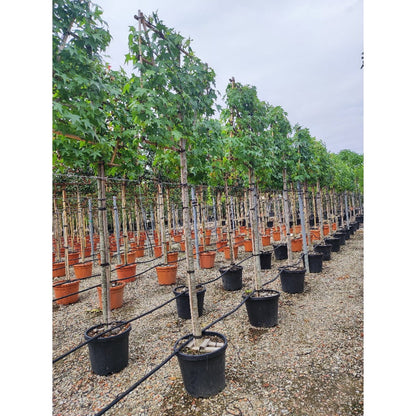 Sweetgum Pleached Tree - Liquidambar Styraciflua - 2m Clear Stem - 1.2x1.2m Pleached Frame-Twilight Gardens